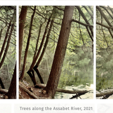 Trees along the Assabet River