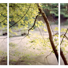 Vernal Pool, October Farm