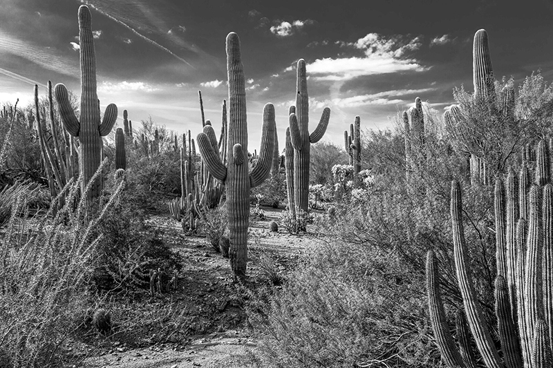Just Outside of Phoenix © by William Carson Just Outside of Phoenix © by William Carson