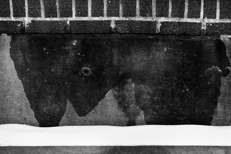 Wall Buffalo Snow © by Christina Renee Rodriguez Wall Buffalo Snow © by Christina Renee Rodriguez